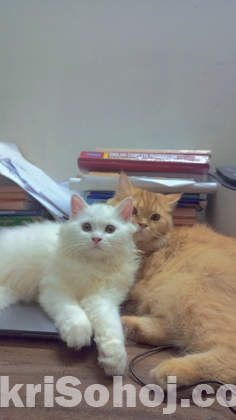 Persian cat emergency sell